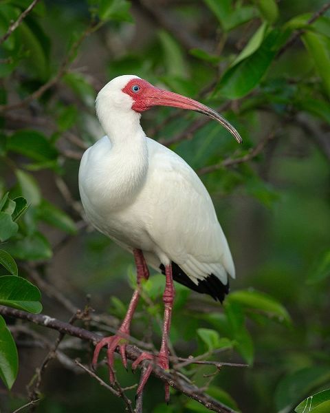 White Ibis in breeding colors-Eudocimus albus-Wakodahatchee Wetlands-Florida Rookery